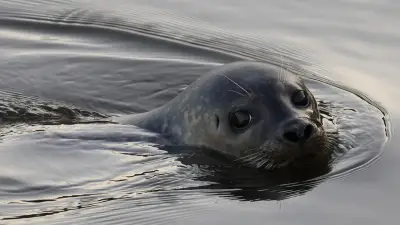 Erste Heuler der Saison werden in Friedrichskoog ausgewildert