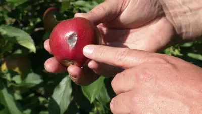 Hitzestress auf Apfelplantagen: Landwirte in MV kämpfen mit Sonnenbrand