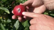 Hitzestress auf Apfelplantagen: Landwirte in MV kämpfen mit Sonnenbrand