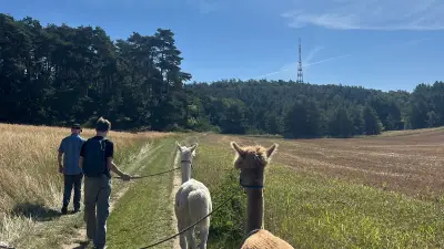 Alpaka-Wandern in Pohnstorf: Entschleunigung pur in der Mecklenburgischen Schweiz