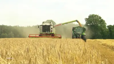 Backhaus: 2026 könnte schlechtestes Jahr für Ackerbau in MV werden