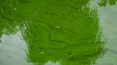 Blaualgen im Neukloster See: Gesundheitsamt warnt vor Baden