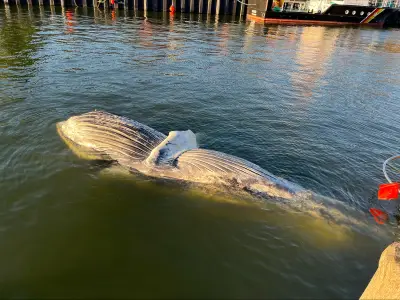 Buckelwal im Greifswalder Bodden: Obduktion soll Todesursache klären
