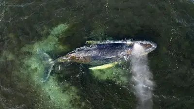 Buckelwal-Sichtungen in der Ostsee: Forscher nennen Gründe