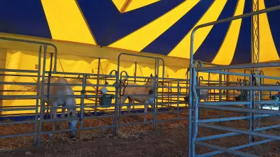 Circus Moreno: Show in Neubrandenburg trotzt der großen Hitze