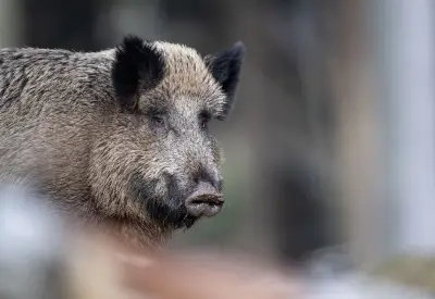 Deutlich mehr Schwarzwild in MV erlegt – 37 Prozent Anstieg
