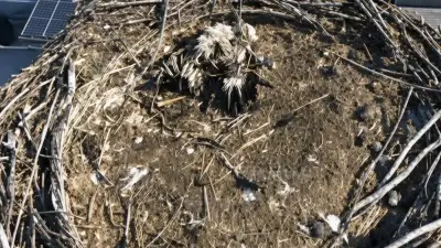 Drohne über Storchennest: Toter Jungstorch in Löcknitz entdeckt