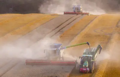 Gerstenernte zufriedenstellend, Schädlinge im Raps