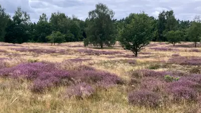 Heideblüte lockt Spaziergänger und Radfahrer in die Region