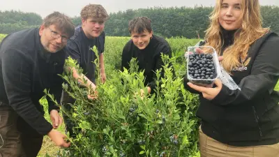 Heidelbeeren-Sommer in Rottmannshagen: Selbstpflücken und Lieferung