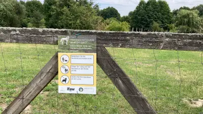 Herdenschutzhunde am Tollensesee reißen Schafe – Behörden prüfen