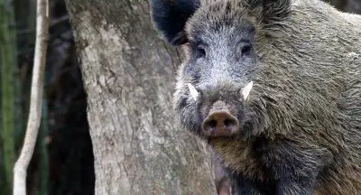 Jägerzahl im Landkreis Vorpommern-Greifswald gestiegen