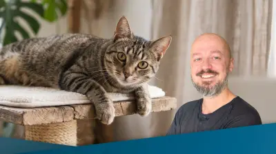 Katzen fallen immer auf die Pfoten – außer vom Kratzbaum