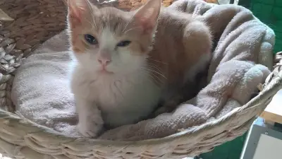 Katzensterben nach Impfung: Neustrelitzer Tierschutzverein alarmiert