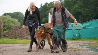 Kälbchen Pau-Pau kämpft mit Rollwagen um Selbstständigkeit