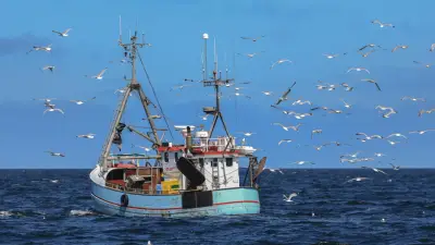 Kritik an EU-Plänen: Heringsfischerei in der Ostsee vor dem Aus?