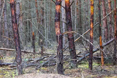Müritz-Nationalpark: Glutnest schwelt weiter – Hoffnung auf Regen
