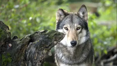 MV fragt Jäger: Wer würde beim Wolfsabschuss schießen?