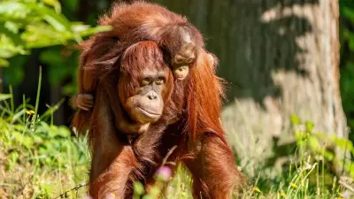 Orang-Utan-Tag im Darwineum: Artenschutz erleben und helfen