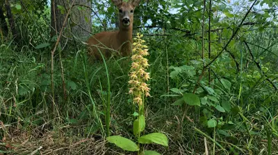 Orchideen im Peenetalmoor: Mit falschen Liebesdüften – wie lange noch?