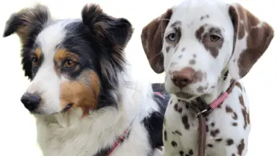 Pfote und Plausch am Bahnhof Dargun: Ein Tag für Hundehalter