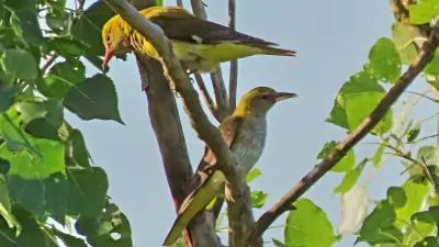 Pirol in Neubrandenburg fotografiert: Minol-Maskottchen in natura erwischt