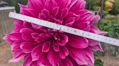 Rekordblüte in Neu Pampow: Dahlie misst 30 Zentimeter