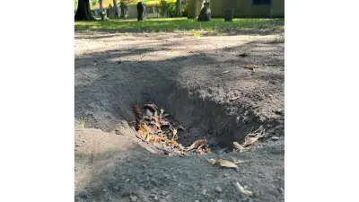 Rostock: Hunde-Grabungen verletzen Grünpflege-Mitarbeiter