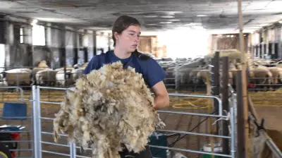Schafschur in Alt Meteln: Knochenjob ohne Gewinn, aber unverzichtbar