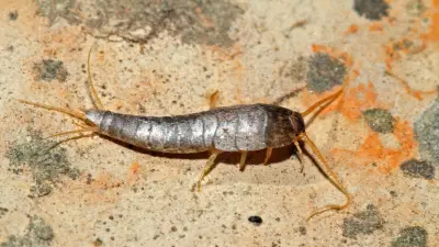 Silberfische im Norden: So werden Sie die Schädlinge wieder los