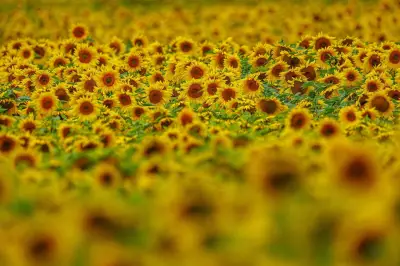 Sonnenblumenanbau in MV verdoppelt sich 2026 auf 7.033 Hektar