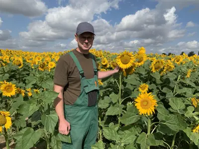 Sonnenblumenanbau in MV verdoppelt sich auf 7.000 Hektar