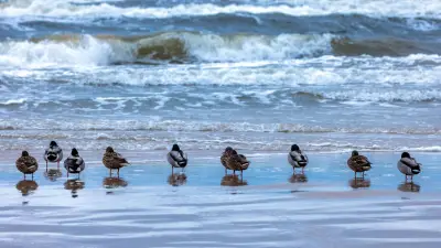 Tote Ente am Ostseestrand: Polizei prüft Kinder-Vorwürfe
