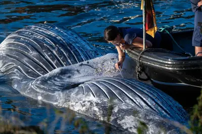 Toter Buckelwal aus dem Wasser gehievt