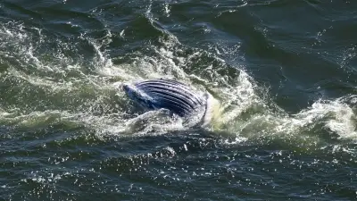 Toter Buckelwal in der Ostsee: Experten planen Obduktion