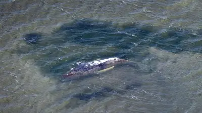 Toter Wal im Greifswalder Bodden entdeckt – Expertin vor Ort