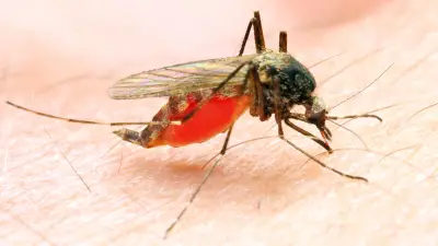 Trockenheit bremst Mücken-Nachwuchs in diesem Sommer aus