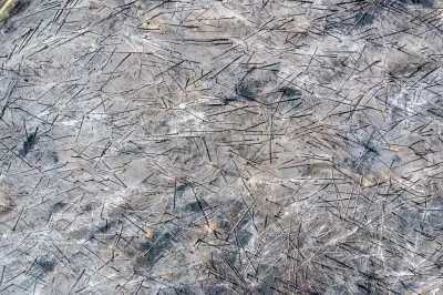 Waldbrände in Munitionsgebieten: Forscher fordert Prävention