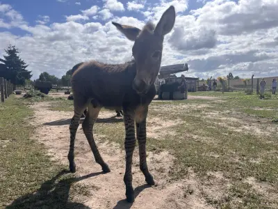 Zebroid im Tiererlebnispark Grabowhöfe geboren