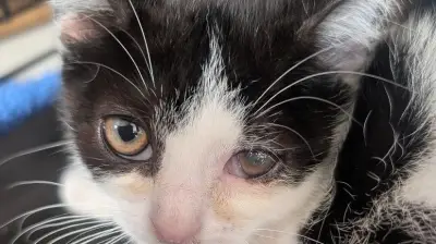 Zum Weltkatzentag: Tierschützer fordern Kastrationspflicht für Hauskatzen