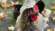 15 Cent: Welche Pflicht jetzt für alle Tierhalter gilt