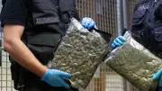 60 Kilo Marihuana an Hotels in MV: Urteile in Neubrandenburg