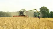 Backhaus: 2026 könnte schlechtestes Jahr für Ackerbau in MV werden