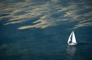 Blaualgen an Ostsee und Seen: Warnungen für Badende in MV und SH