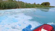 Blaualgen im Kummerower See: Amt warnt vor dem Baden