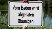 Blaualgen im Kummerower See: Diese Badestellen sind betroffen