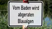 Blaualgen in Warnemünde: Warnung für Urlauber an Strandabschnitten 30–36