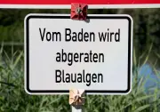 Blaualgen-Verdacht an der Ostsee: Gesundheitsamt rät vom Baden ab