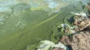 Blaualgen-Verdacht: Badeverbot an Warnemünder Strandabschnitten
