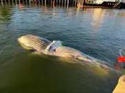 Buckelwal im Greifswalder Bodden: Obduktion soll Todesursache klären